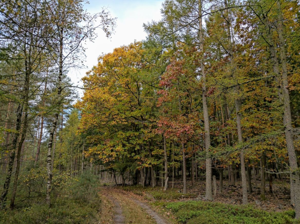 img_20201017_101220.jpg