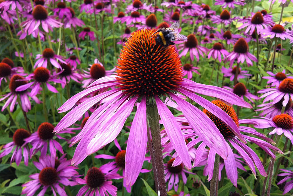 echinacea.jpg