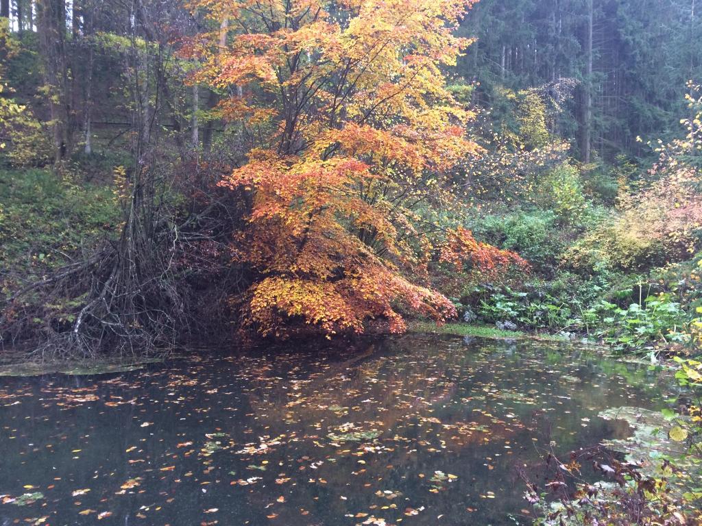 schleiden_baum___ber_wasser.jpg