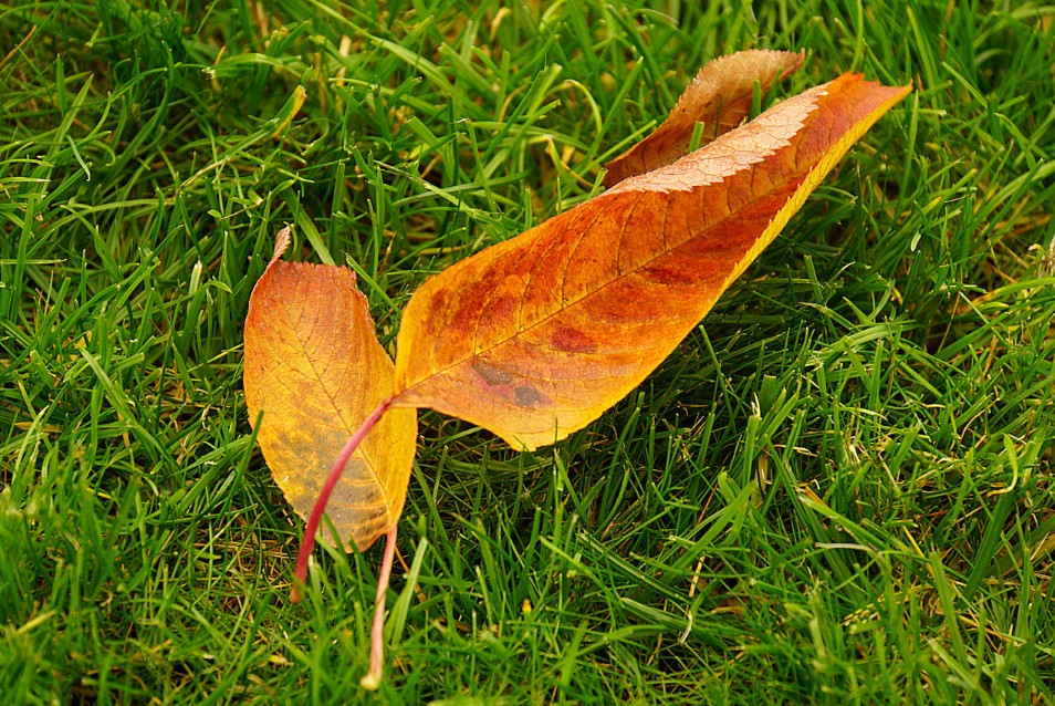 herbstbl__tter-2.jpg