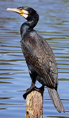 220px-phalacrocorax_carbo_sh_0541_retusche.jpg