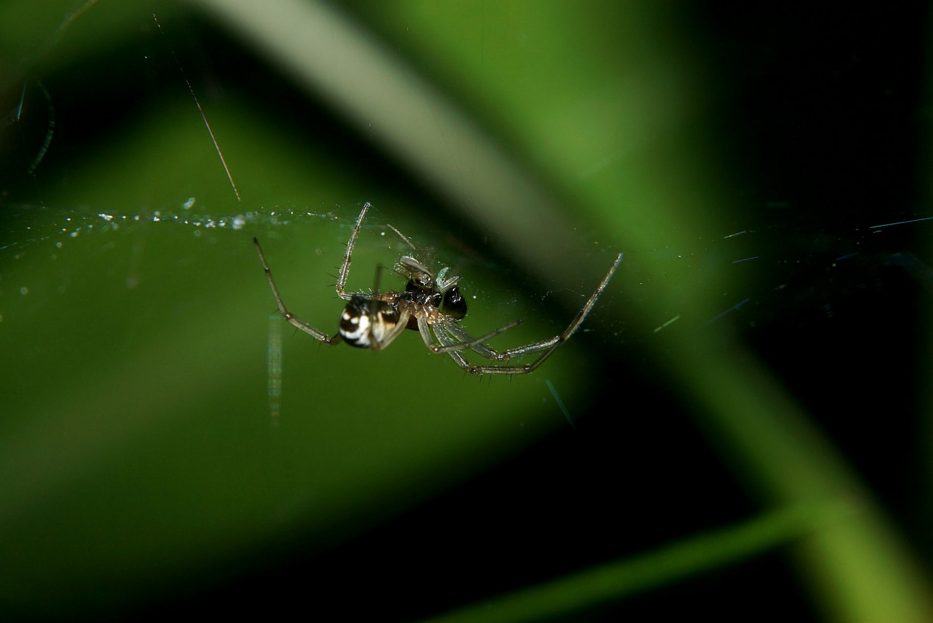 spinne_beute_20_-_0.jpg