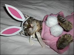 bunny.jpg