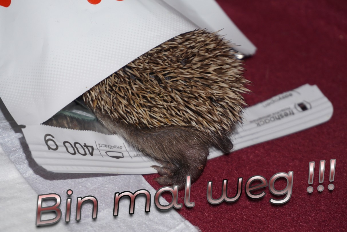 bin_mal_weg.jpg