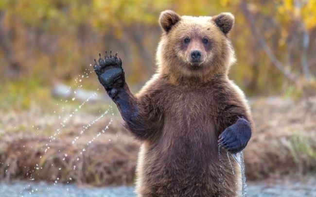 bear.jpg