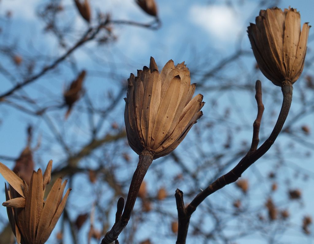 tulpenbaum_verbl__ht.jpg