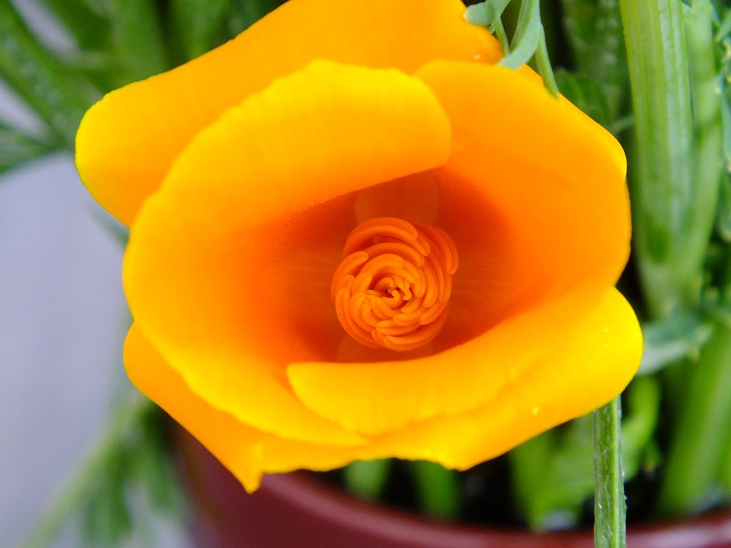 goldmohn.jpg