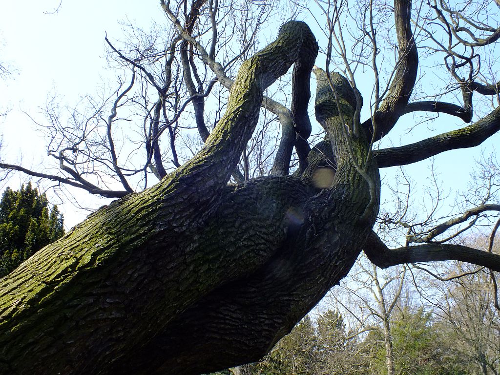 baum01.jpg