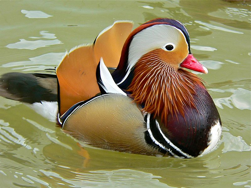 mandarin_duck.jpeg