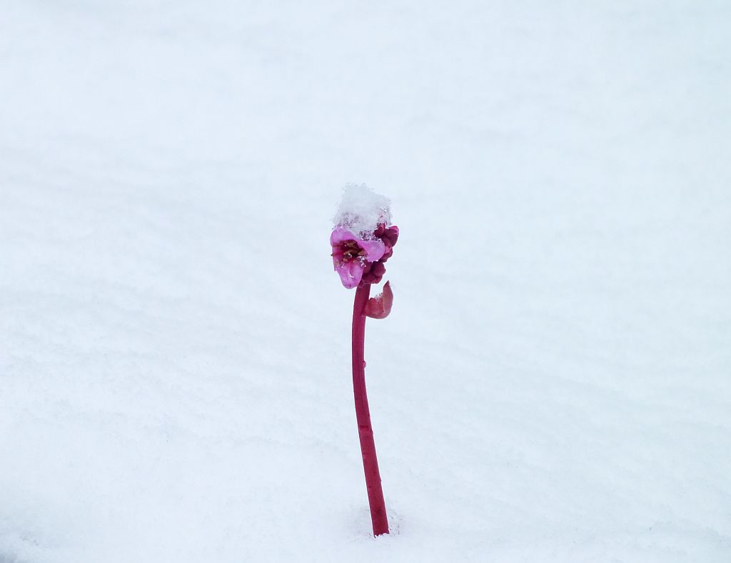bl__te_im_schnee.jpg