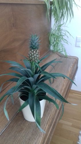 20210124_094332ananas2.jpg