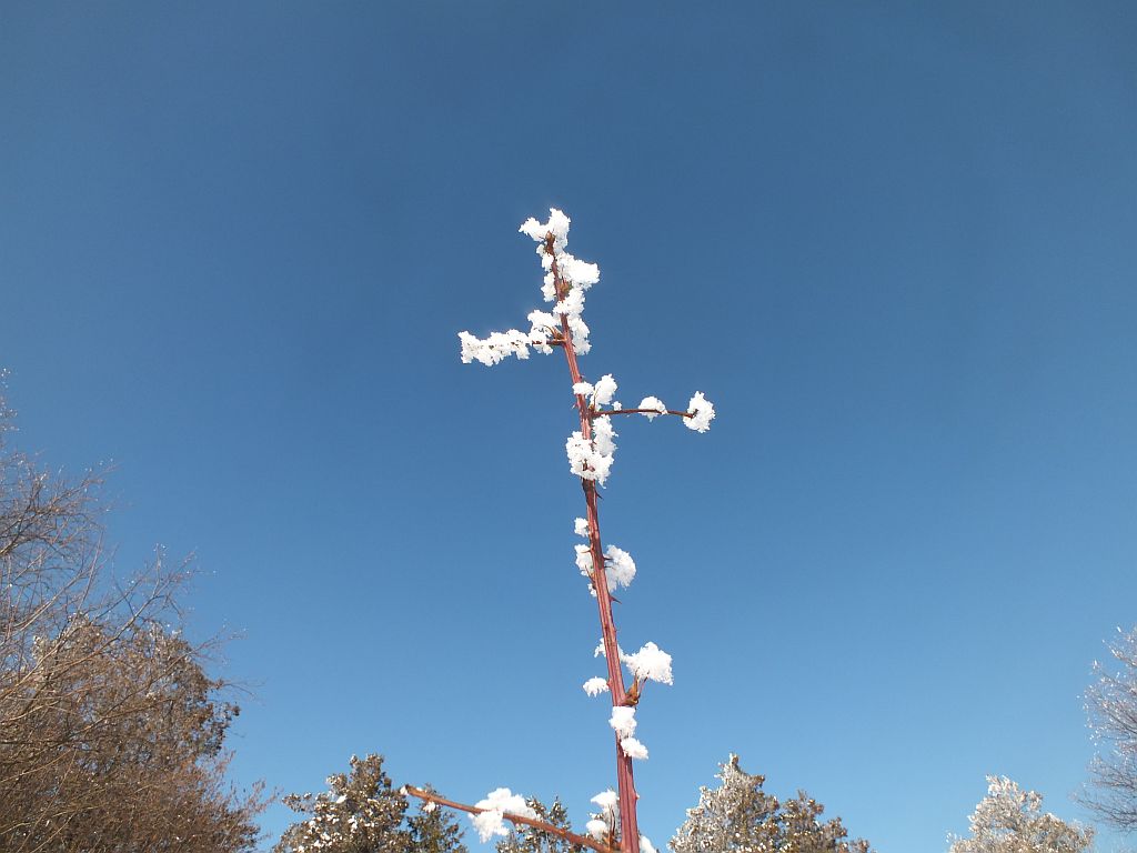 brombeere_mit_schnee.jpg