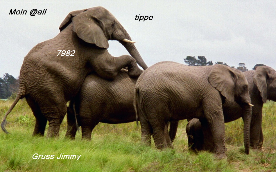 elephants.jpg