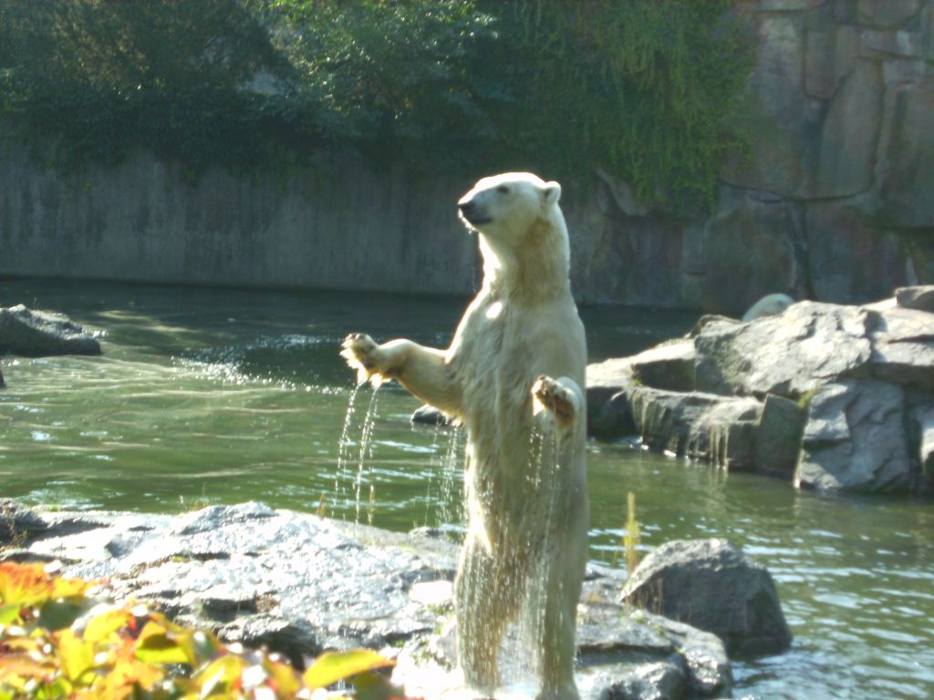 eisbär02.jpg