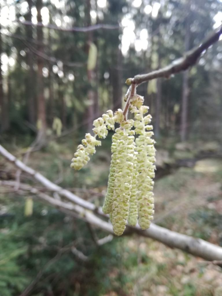 weidenk__tchen.jpg