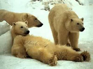 eisbaeren.jpg
