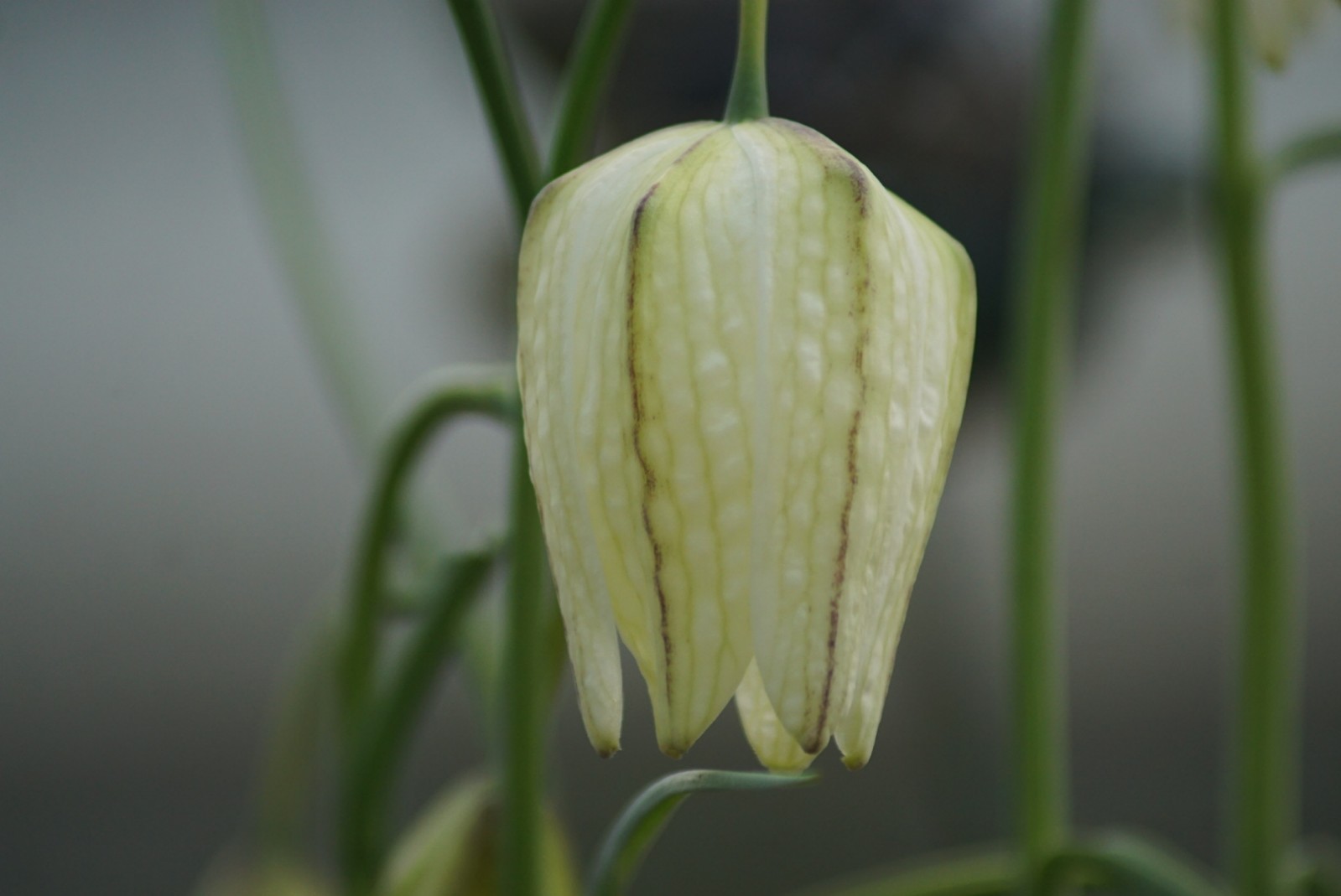 schachbrettblumen_wei___2_april_2021.jpg