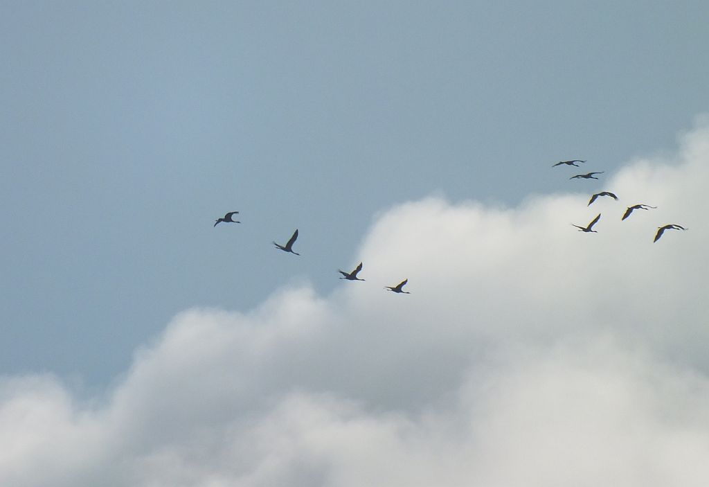 fliegende.jpg