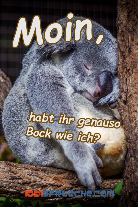 bock_haben.jpg