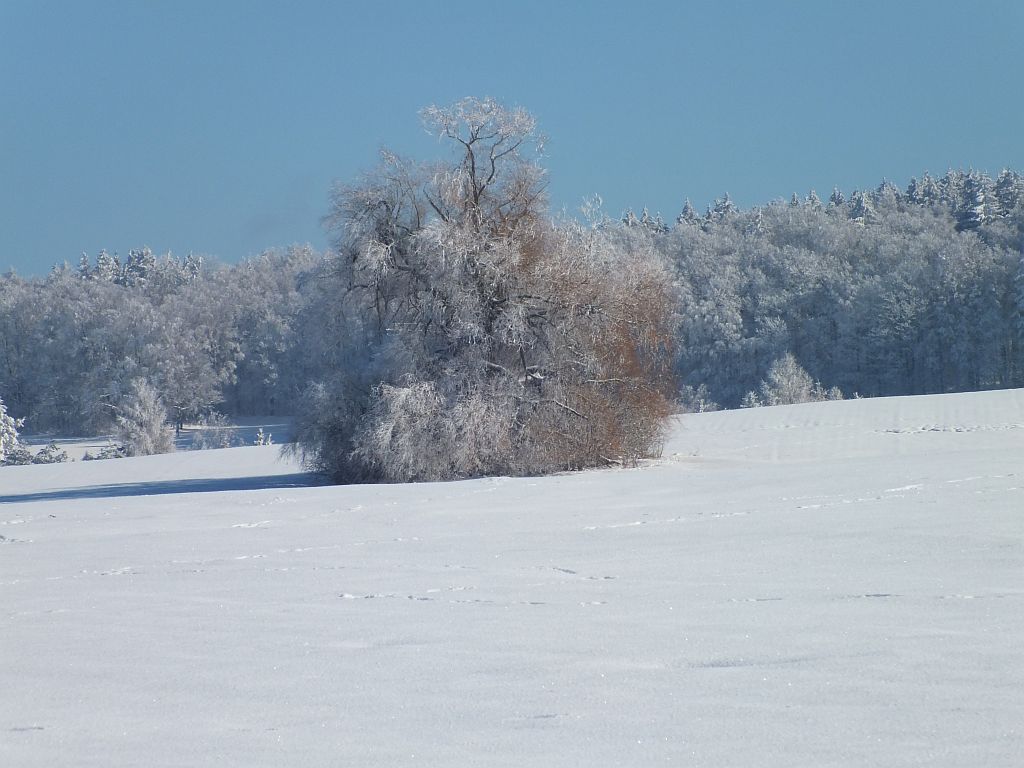 baum_winter_c.jpg