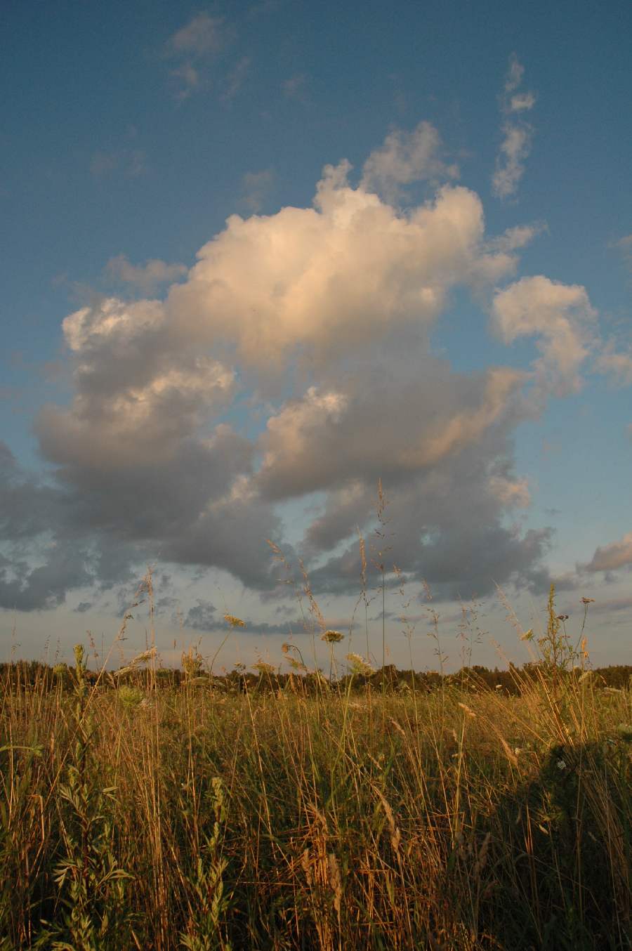 dsc_0131nn.jpg
