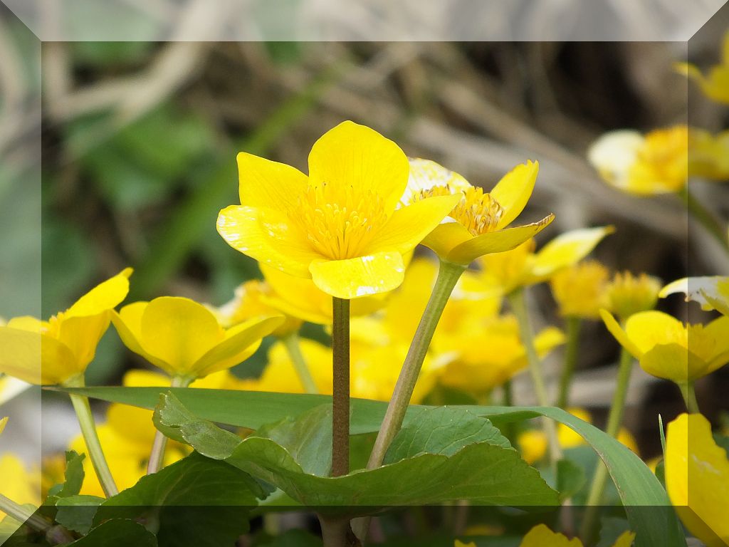 sumpfdotterblume.jpg