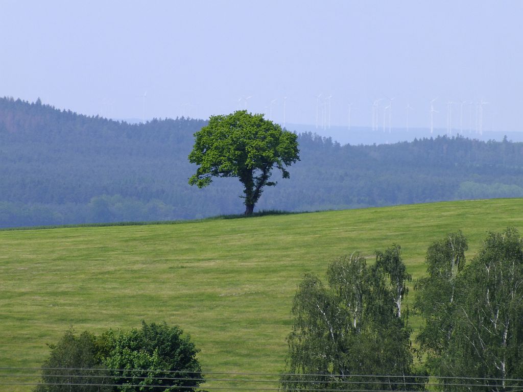 baum01.jpg
