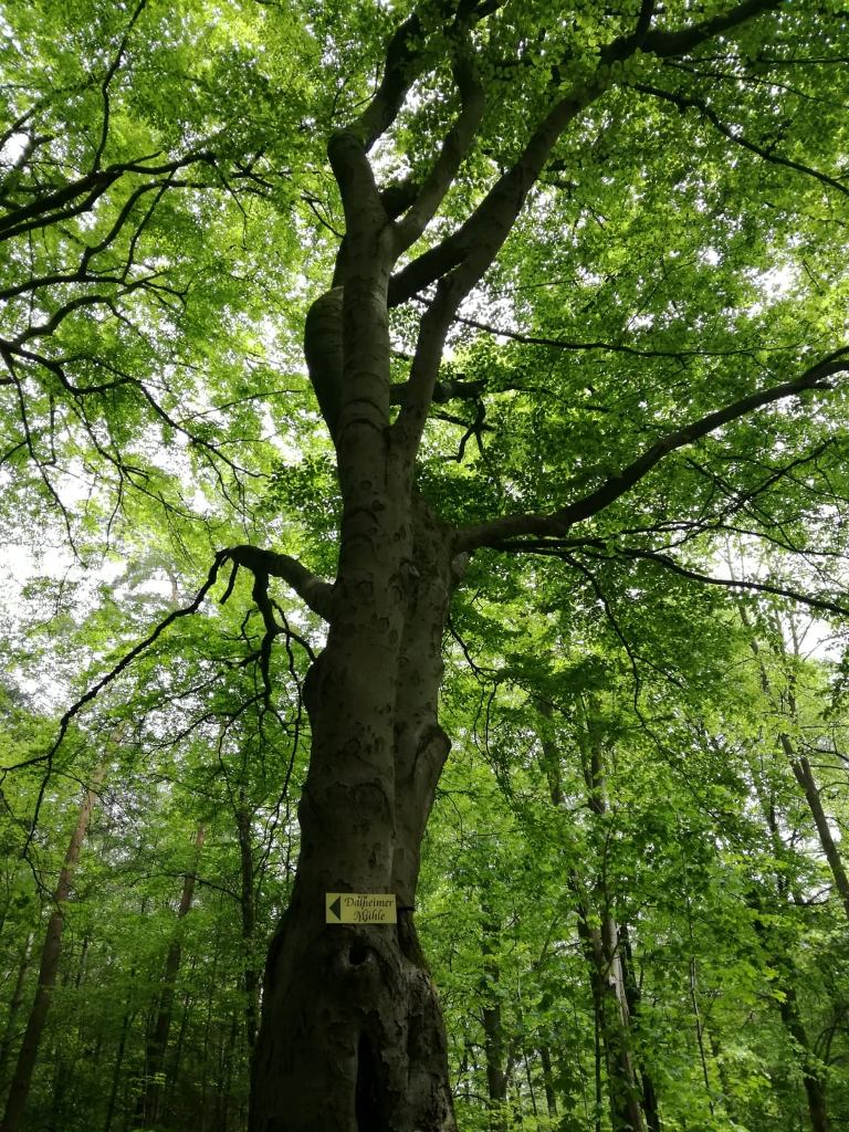 gr__ner_baum.jpg