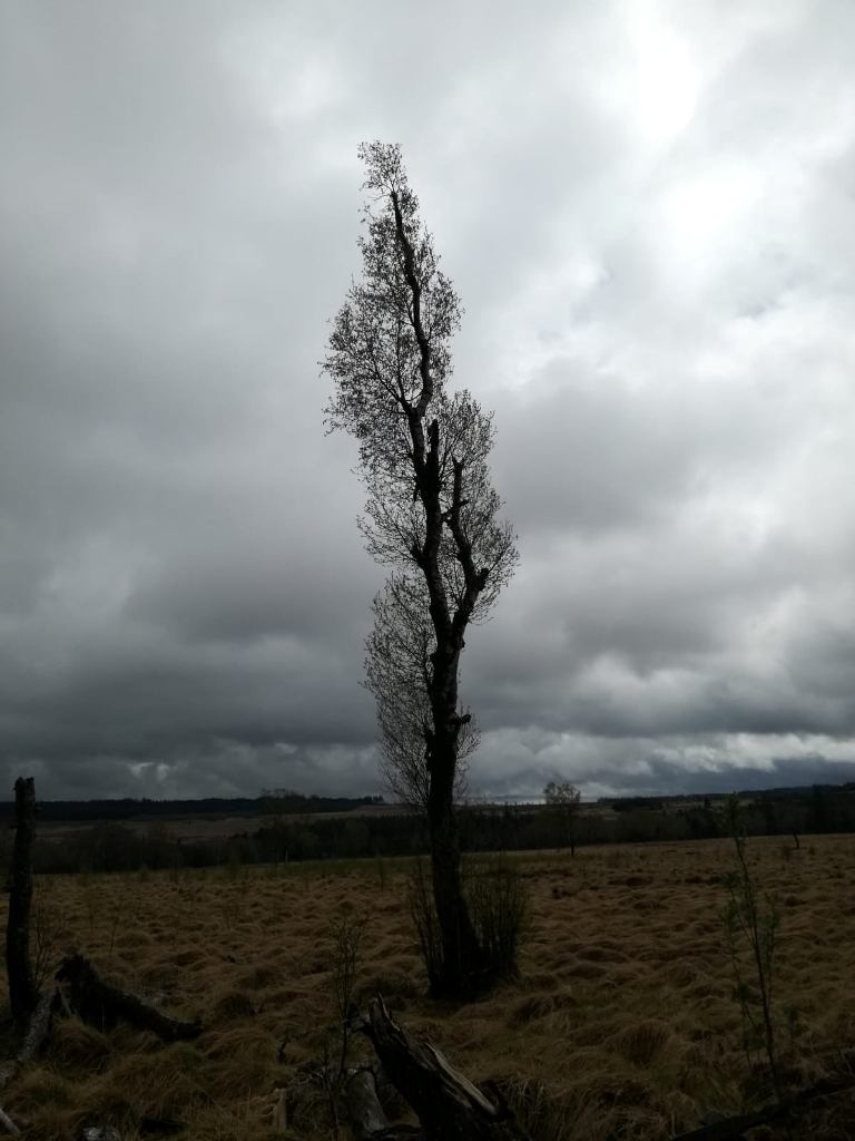 schwarzer_baum.jpg