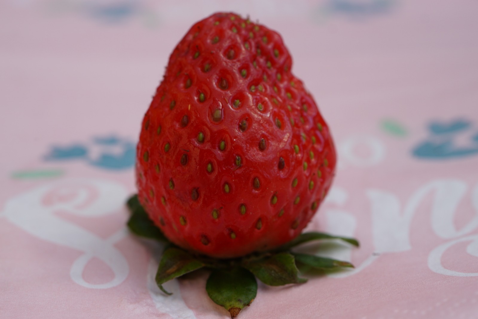 erdbeere.jpg