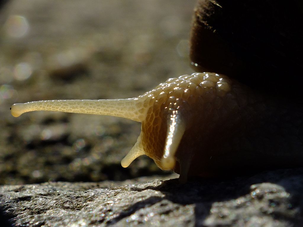 schnecke.jpg