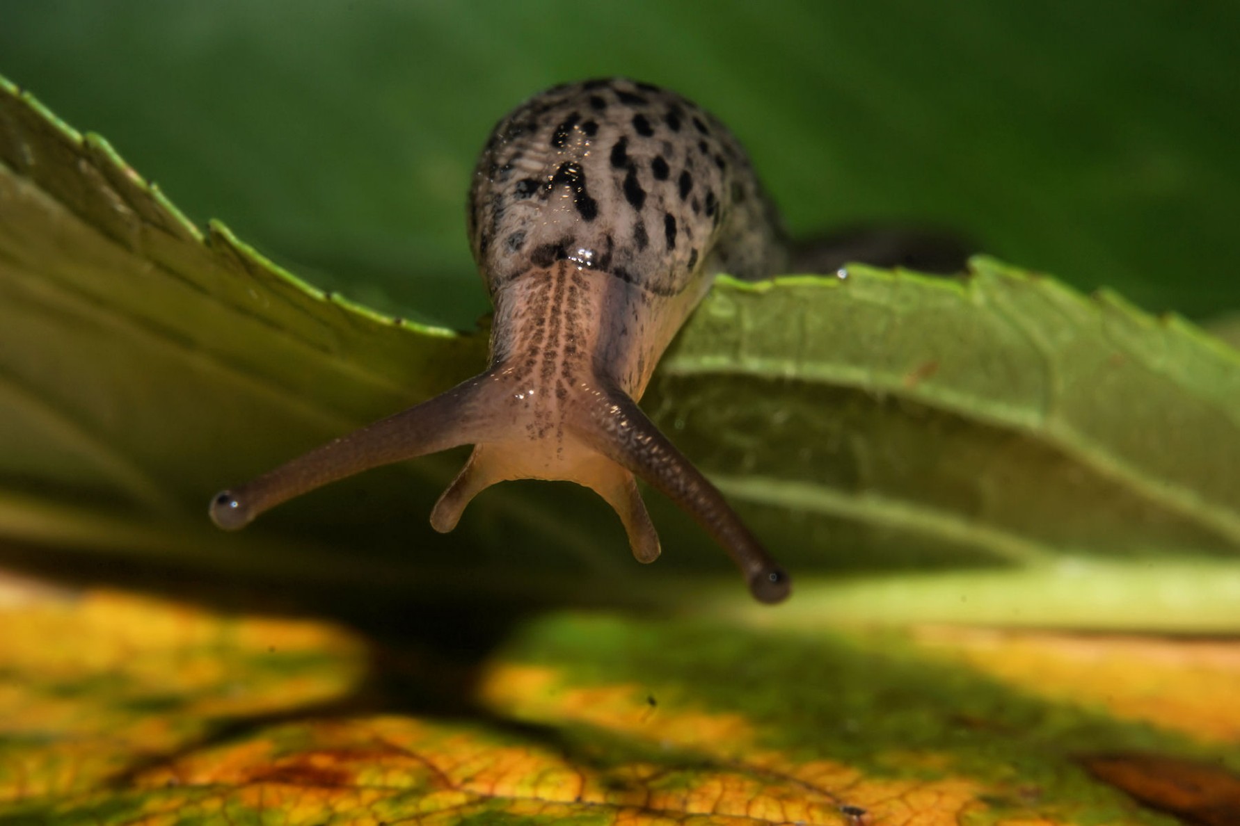 nacktschnecke.jpg
