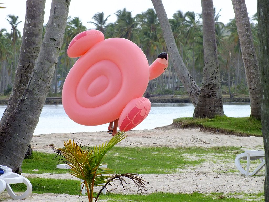 rosa_flamingo.jpg
