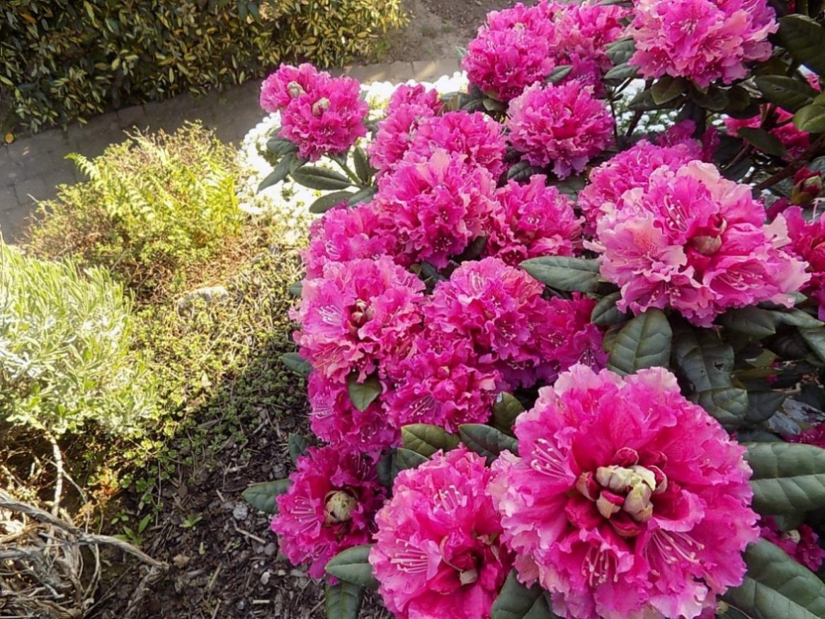 rhododendron.jpg