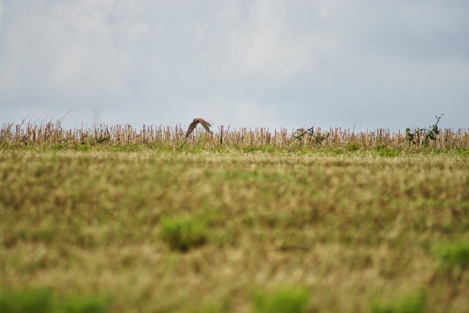 raubvogel_beutefang_august_2021.jpeg