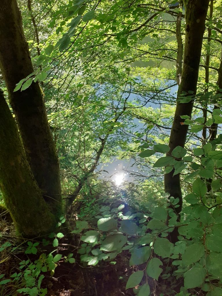 blick_in_den_bach.jpg