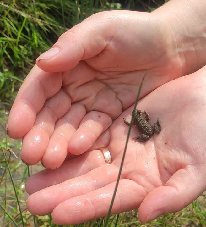 frosch.jpg