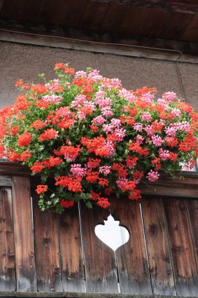 img_6889blumenschmuck.jpg