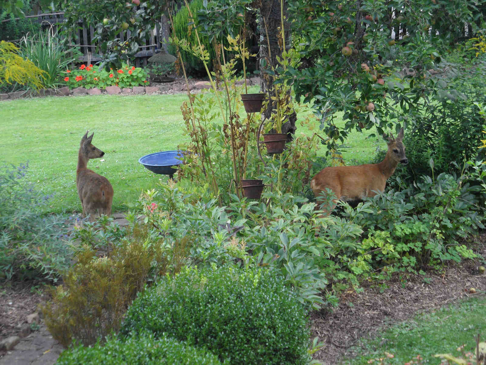 rehe2.jpg