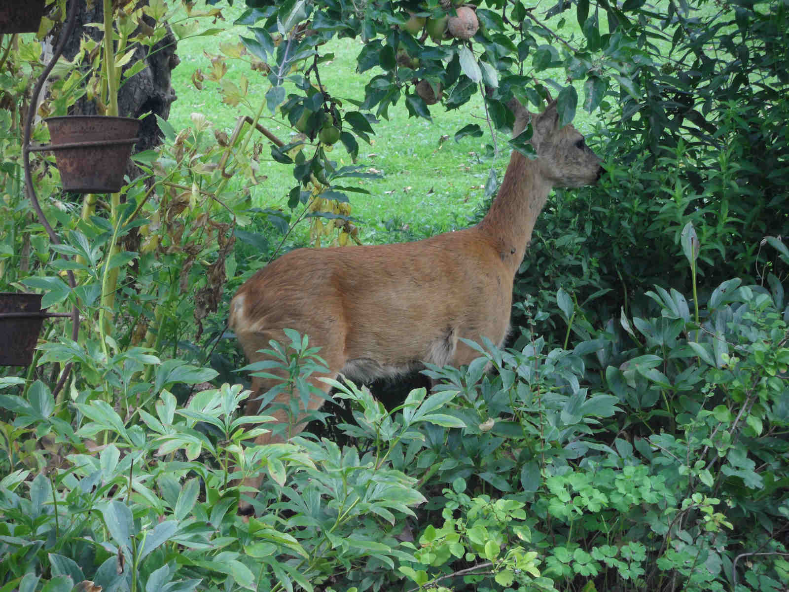rehe3.jpg