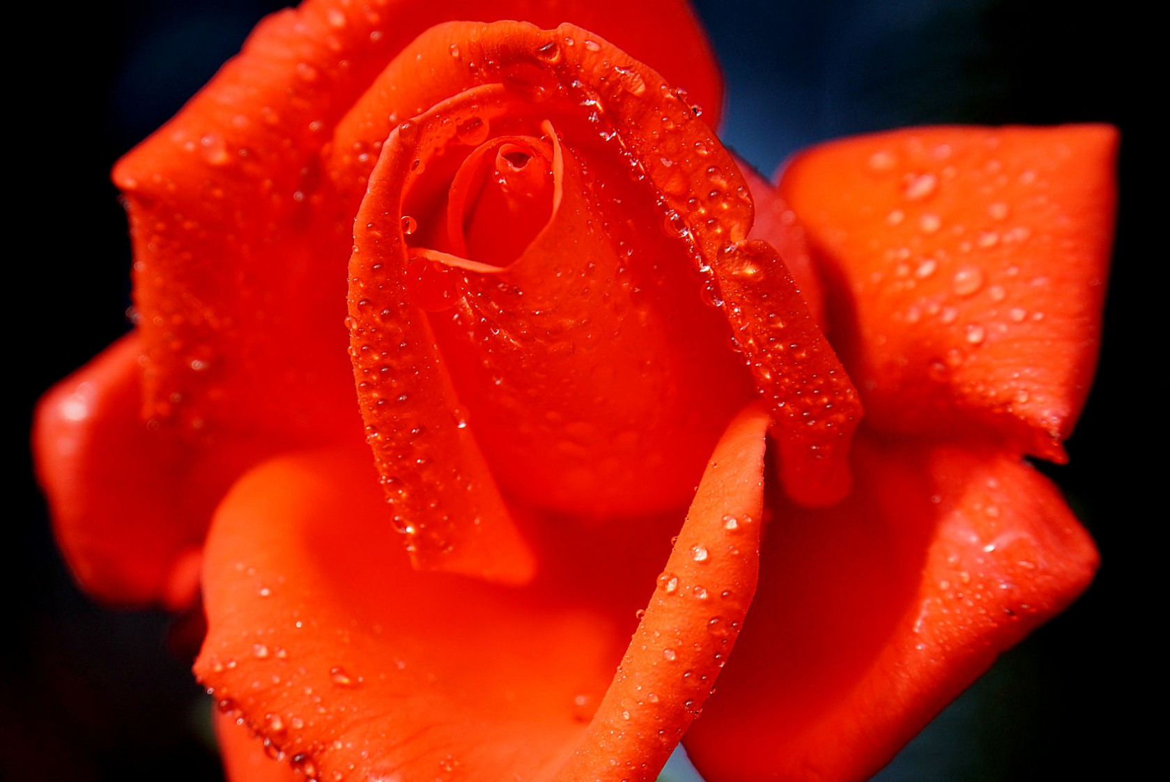 tag_der_rose_in_den_usa.jpg