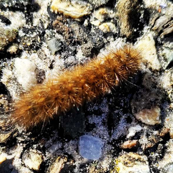 schmetterling.jpg
