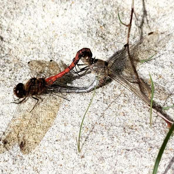 insektenl.jpg