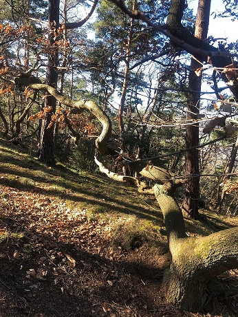 schn__ner_baum.jpg