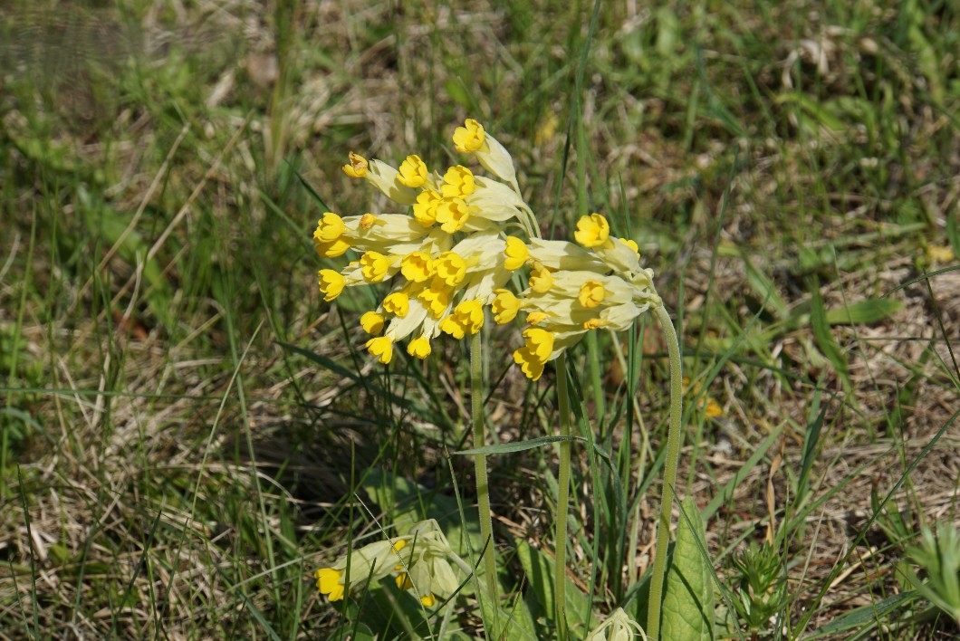 schl__sselblumengruppe_april_2022.jpg
