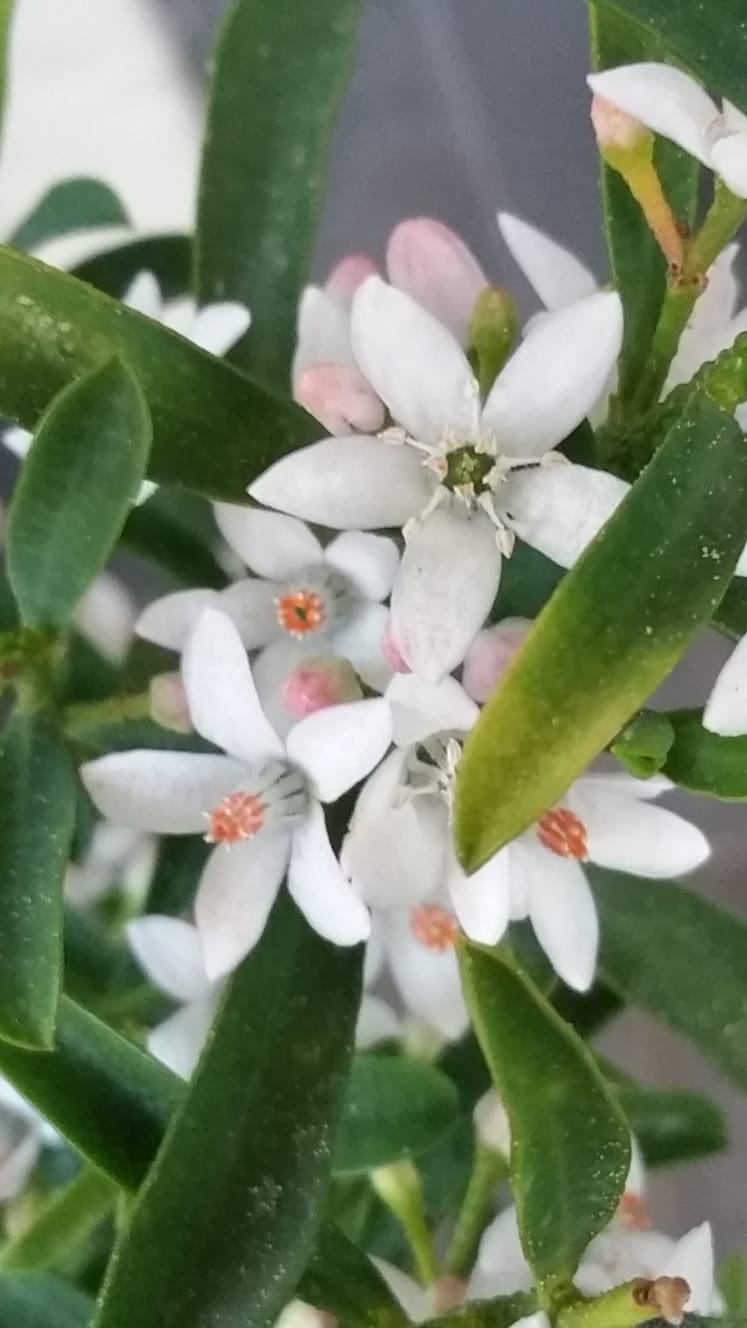 wachsblumenbl__ten.jpg
