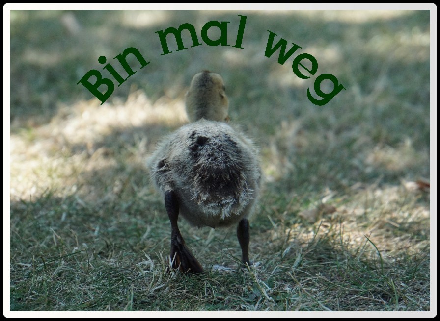 bin_mal_weg_ente.jpg