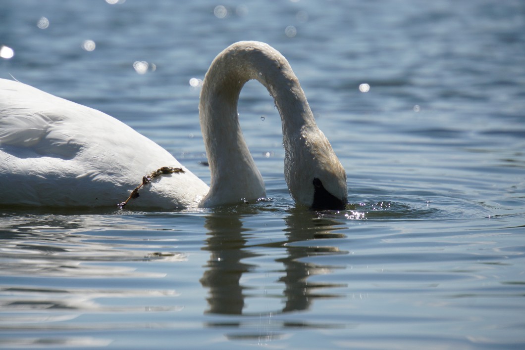 schwan5_august_2022.jpg