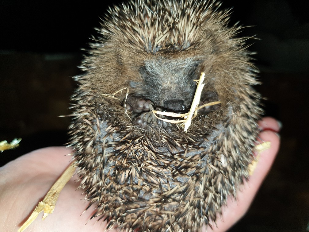 igel_waldmann.jpg