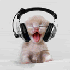 katzenmusik.gif